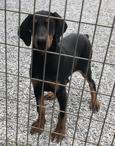 ドーベルマン 犬の販売・譲渡 2156 優しい性格のドーベルマンちゃん