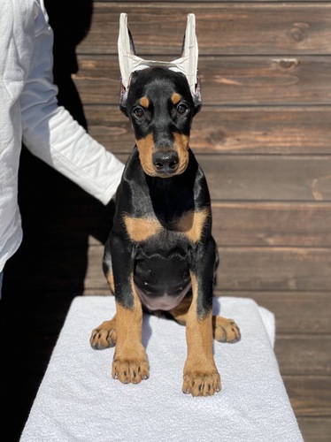 アメリカンタイプの女の子 犬の販売 2163