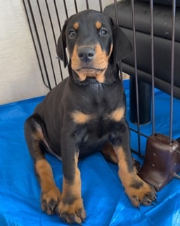 ドーベルマンアメリカンタイプ 犬の販売 2164