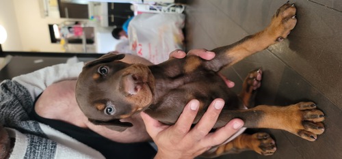 素敵なご縁がありました! 犬の販売 2200