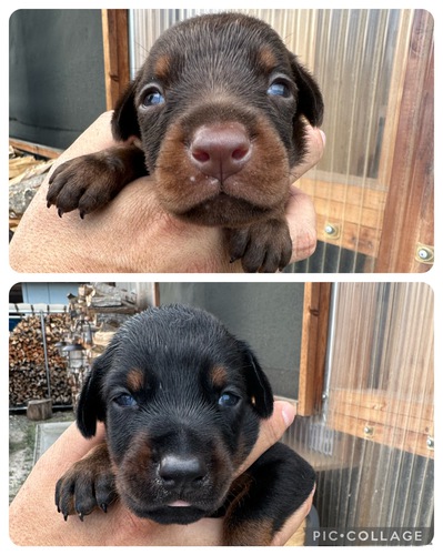 ドーベルマン 犬の販売・譲渡 2210 外産系統ユーロタイプ