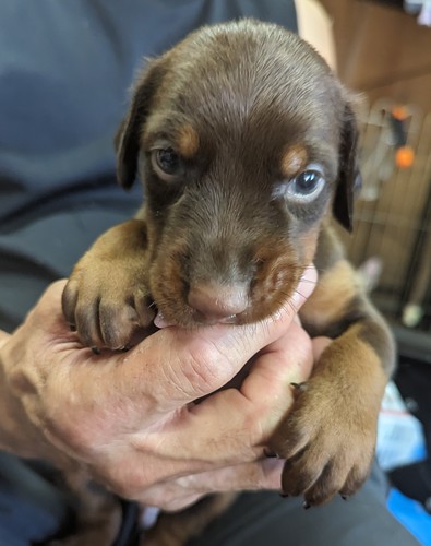 ドーベルマン 犬の販売・譲渡 2213 元気な子どもたちです