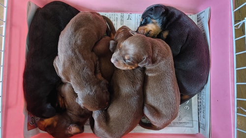 ドーベルマン 犬の販売・譲渡 2217 ドーベルマン6頭産まれました!