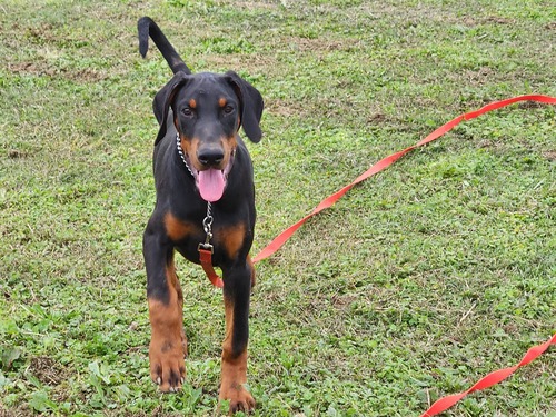 ドーベルマン 犬の販売・譲渡 2263 件名なし 子犬販売の情報