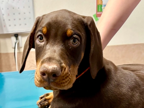 ドーベルマン 犬の販売・譲渡 2264 ステキなご家族が決まりました♡