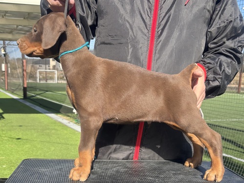 ドーベルマン 犬の販売・譲渡 2270 ユーロタイプドーベルマン外産直子です