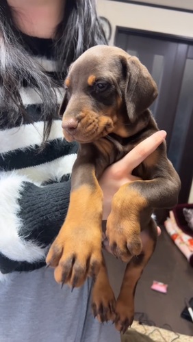 ドーベルマン 犬の販売・譲渡 2281 ご家族様決まりました!