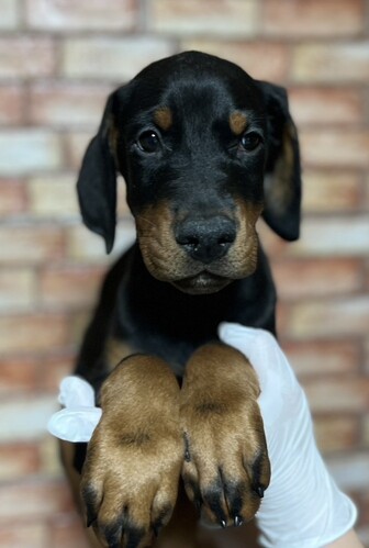 ドーベルマン 犬の販売・譲渡 2283 スマートなシルエットに凛々しい表情