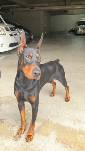 ドーベルマン 犬の販売・譲渡 2286 2歳半の成犬