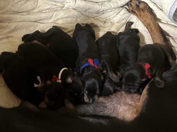 ヨーロピアンタイプ 犬の販売 2291