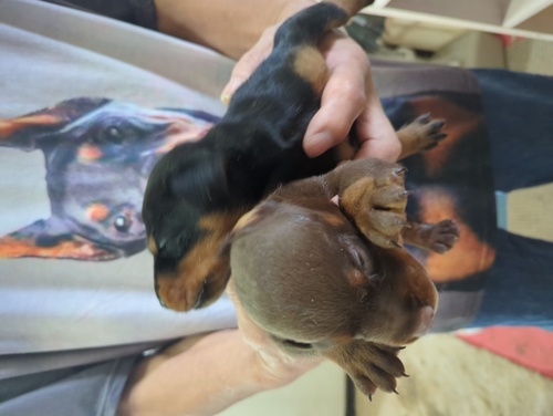 ドーベルマン 犬の販売・譲渡 2292 元気な子供達です