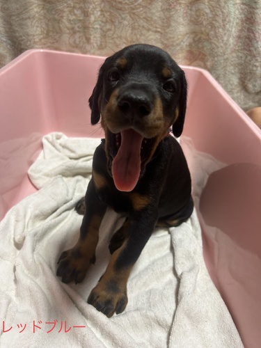 ドーベルマン 犬の販売・譲渡 2294 ヨーロピアン男の子 首輪色レッドブルー