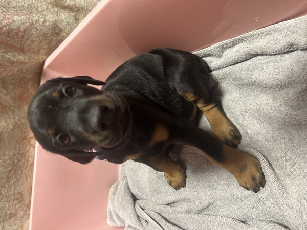 ドーベルマン 犬の販売・譲渡 2298 商談中 首輪色ブルー