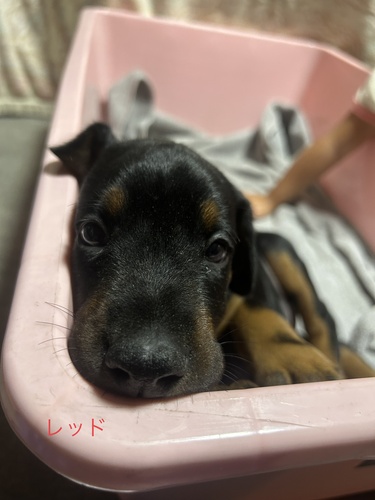 ドーベルマン 犬の販売・譲渡 2299 ヨーロピアン男の子 首輪色レッド