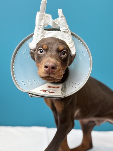 h[x}  ̔̔En 2315 `R[g&^0949