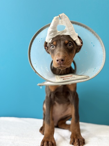 ドーベルマン 犬の販売・譲渡 2316 チョコレート&タン0948