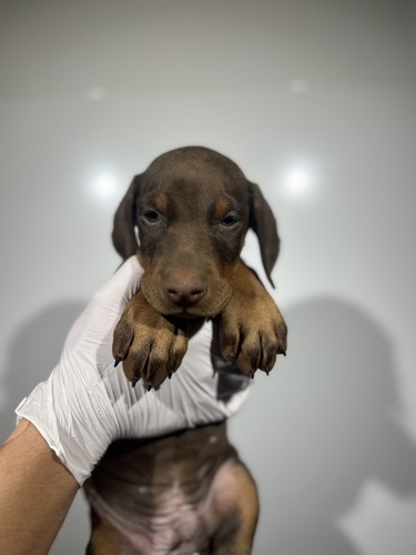 h[x}  ̔̔En 2317 `R[g^4989