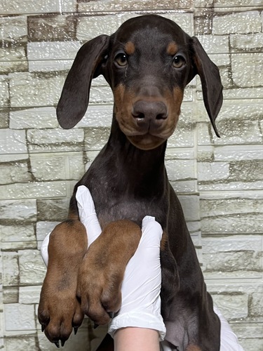 �h�[�x���}��  ���̔̔��E���n 2319 �`���R���[�g&�^��3153