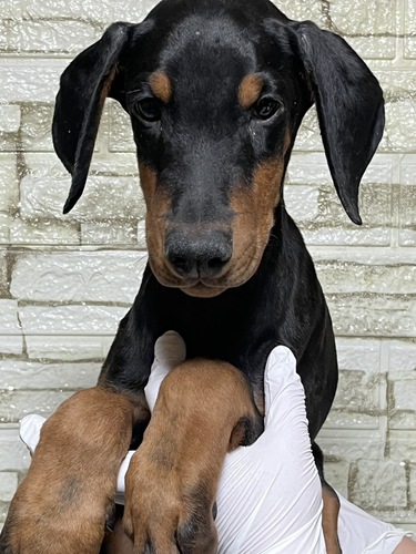 �h�[�x���}��  ���̔̔��E���n 2320 �u���b�N&�^��5690