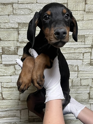 �h�[�x���}��  ���̔̔��E���n 2321 �u���b�N&�^��6783