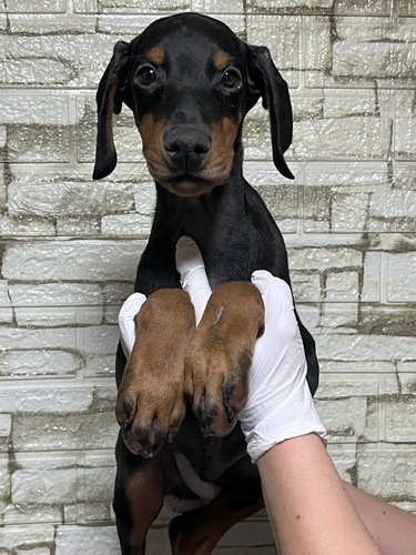 �h�[�x���}��  ���̔̔��E���n 2322 �u���b�N&�^��5111