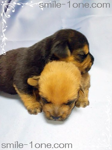 《値下げしました!》レッドとブラックタンの子犬達 犬の販売 446