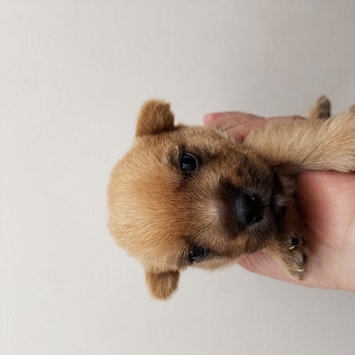 待望のノーリッチテリア No 46 ノーリッチ テリア 犬の出産情報 子犬販売 Dogoo Com 待望のノーリッチテリア No 46 ノーリッチ テリア 犬の出産情報 子犬販売 Dogoo Com