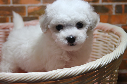 すぐに家族のアイドルに!ビジョンフリーゼの子犬! 犬の販売 1000