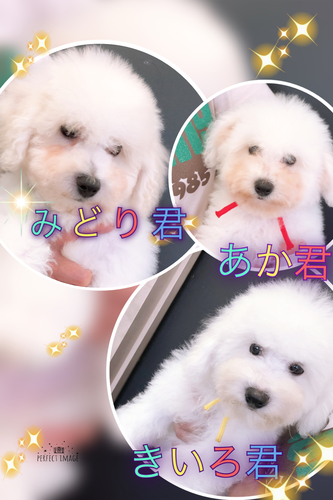 autumn SALE!!!!! 犬の販売 1003