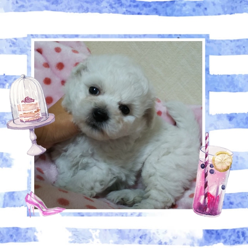 ひとりっ子の白くま君。 犬の販売 1008