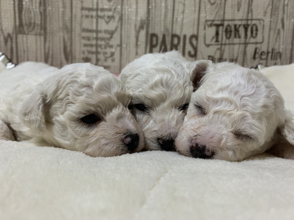 ご家族が決まりました(^ ^)ありがとうございます 犬の販売 1011
