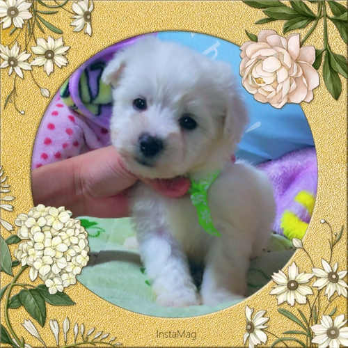 小ぶりなビション君。売り切り価格 犬の販売 1015