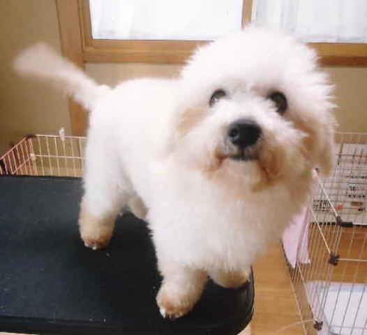 終了 犬の販売 1018