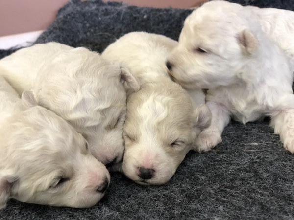 ☆激かゎビション☆*° 犬の販売 1021