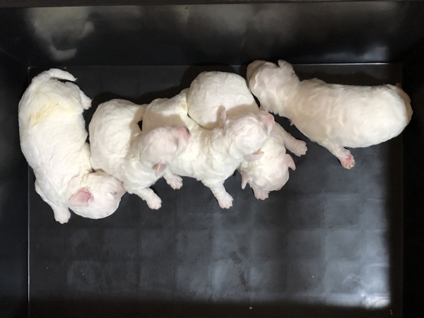 前頭完売しました。ありがとうございました。 犬の販売 1039