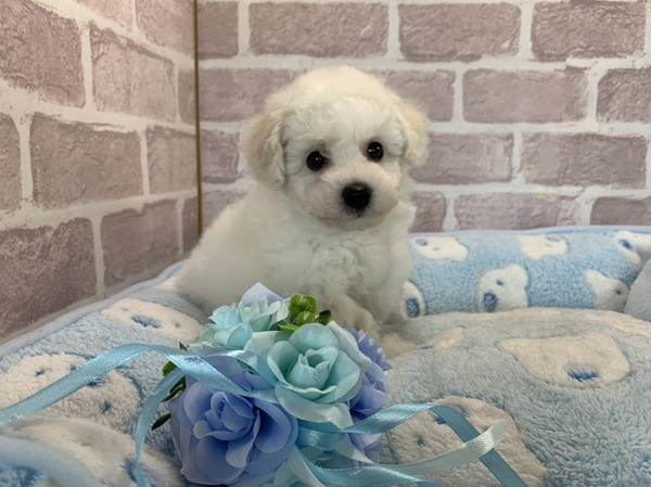岐阜県よりご家族募集中です 犬の販売 1040