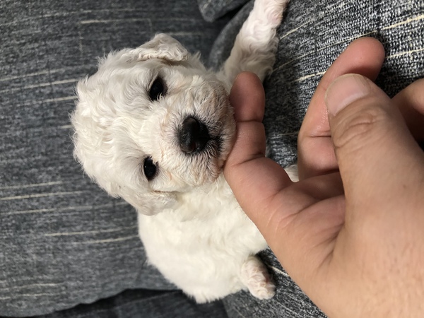 残り女の子一頭になりました。 犬の販売 1056