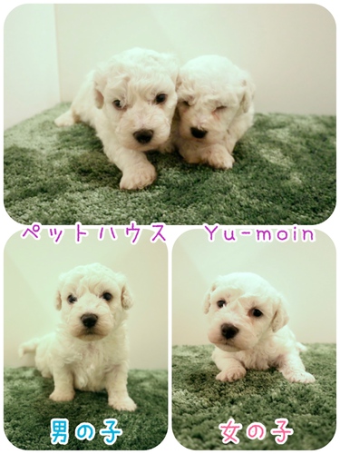 ご家族様が決まりました♪ 犬の販売 1062