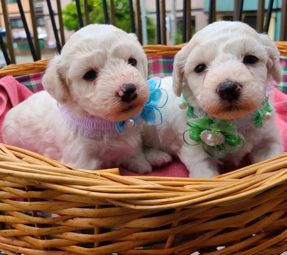 ビション 兄弟 犬の販売 1067