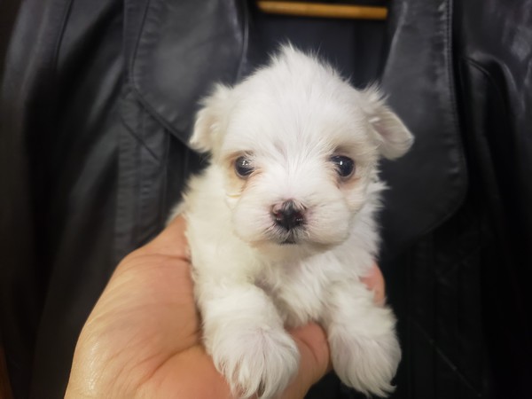 ★かわいい顔に自信あり★ 犬の販売 1076