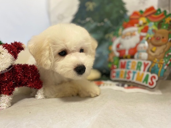 ふわふわビション 犬の販売 1090