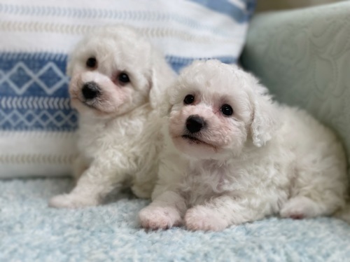 岐阜県よりご家族募集です 犬の販売 1124