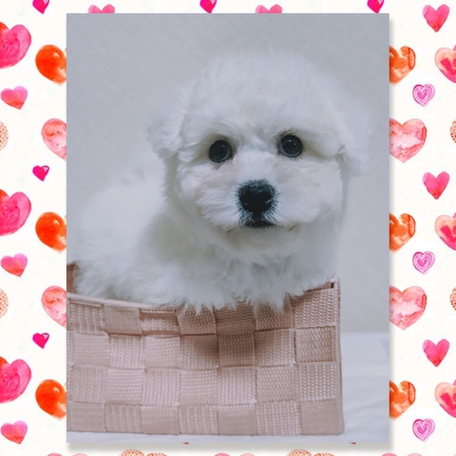ビションフリーゼ 犬の販売・譲渡 1129 インター、海外チャンピオン血筋の良血ビションちゃん