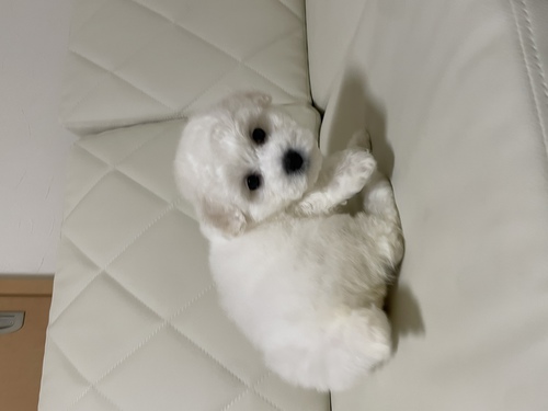 ビションフリーゼ 犬の販売・譲渡 1131 爆毛ドアフの美人な女の子。ワンランク上をお探しの方