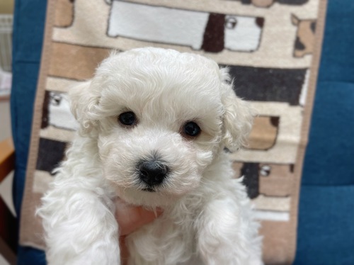 ビションフリーゼ 犬の販売・譲渡 1140 モコモコ男の子ご家族募集です