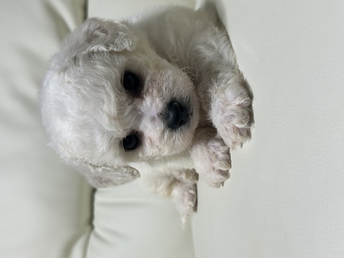 ビションフリーゼ 犬の販売・譲渡 1152 両親遺伝子クリアの優秀血統のビションフリーゼ