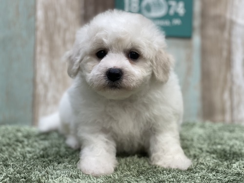 ビションフリーゼ 犬の販売・譲渡 1156 20日までの引き渡し限定募集。