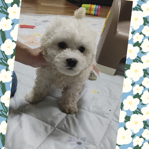 ビションフリーゼ 犬の販売・譲渡 1158 良血統ビションフリーゼ兄弟