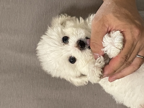 ビションフリーゼ 犬の販売・譲渡 1164 めちゃくちゃ可愛いお顔のビションフリーゼちゃん
