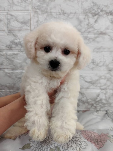 ビションフリーゼ 犬の販売・譲渡 1170 毛量タップリ!可愛いお顔のビション君